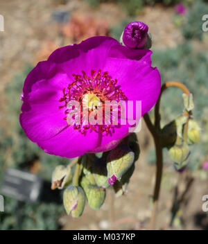 Calandrinia spectabilis - pin penché Arboretum - DSC05596 Banque D'Images