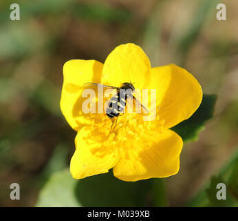 Caltha palustris, communément appelé Marsh Marsh Marigold, est une plante à fleurs originaire des zones humides. Ce spécimen particulier, photographié à Isoniemi, Oulu, en 2014, met en valeur les fleurs jaune vif de la plante dans son habitat naturel. Les souigolds des marais prospèrent dans les environnements humides, contribuant à la biodiversité des zones humides. Banque D'Images