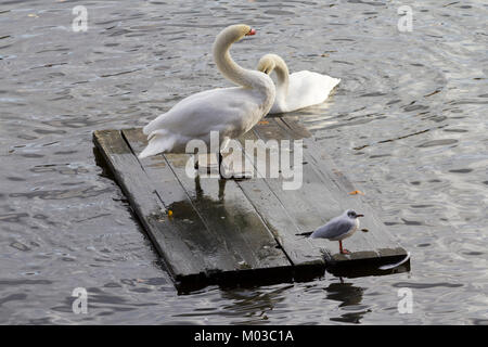 De cygnes dans la rivière Vltava (Moldva) à Prague. Banque D'Images