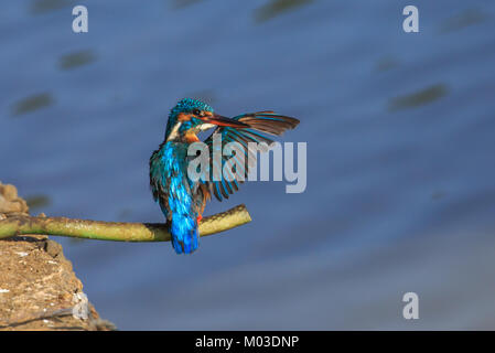 La common kingfisher aussi connu sous le nom de kingfisher eurasien, et rivière, Kingfisher Kingfisher est un petit avec sept sous-espèces reconnues dans ses w Banque D'Images