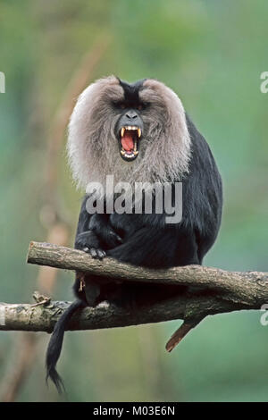 Macaque à queue de lion, homme / (Macaca silène) | Bartaffe, maennlich / (Macaca silène) Banque D'Images