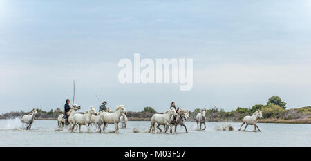 Le galop de chevaux blancs. Le Livre blanc sur les chevaux de camargue au galop dans l'eau. Banque D'Images