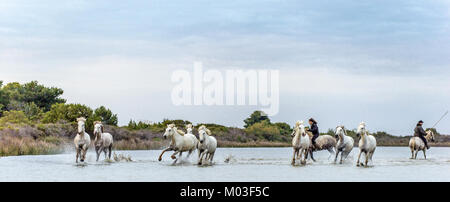 Le galop de chevaux blancs. Le Livre blanc sur les chevaux de camargue au galop dans l'eau. Banque D'Images