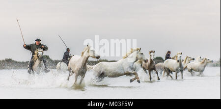 Le galop de chevaux blancs. Le Livre blanc sur les chevaux de camargue au galop dans l'eau. Parc Régional de Camargue . France Banque D'Images