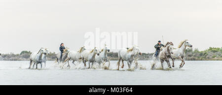 Le galop de chevaux blancs. Le Livre blanc sur les chevaux de camargue au galop dans l'eau. Banque D'Images