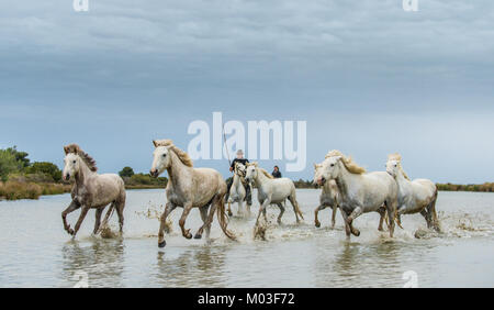 Le galop de chevaux blancs. Le Livre blanc sur les chevaux de camargue au galop dans l'eau. Parc Régional de Camargue . France Banque D'Images