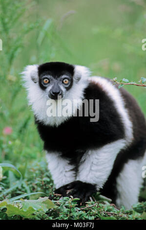 Noir et blanc de la Gélinotte Lemur / (le Varecia variegata variegata) | Schwarz-weisser Vari / (le Varecia variegata variegata) Banque D'Images