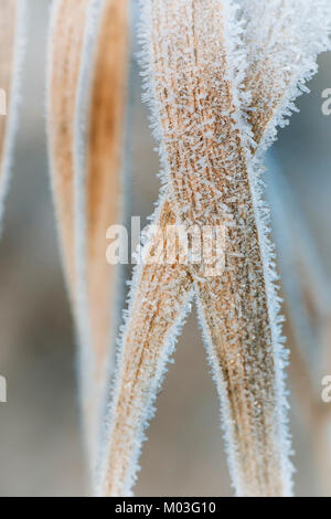 Frost couverts des brins d'herbe dans un pré sur un hivers matin. Cahir, Tipperary, Irlande. Banque D'Images