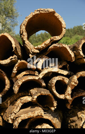 L'écorce de liège naturel récolté dans les arbres de chêne-liège, Algarve, Portugal. Banque D'Images