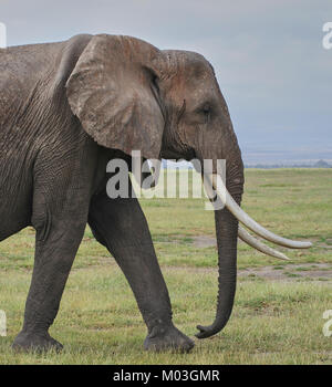 Photo de profil de l'éléphant africain (Loxodonta africana) avec de longues défenses gracieux. Amboseli. Au Kenya. Banque D'Images