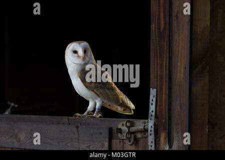 Barn Owl perché sur une porte de grange, Cornwall Banque D'Images