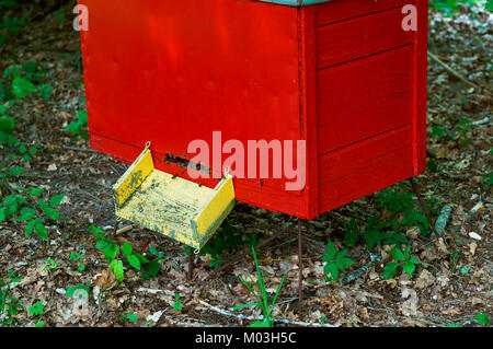 Rucher d'abeilles dans la forêt, les maisons d'abeilles abeille Miel forêt nature ferme Banque D'Images