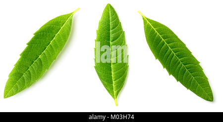 Les feuilles de verveine citronnelle fraîche isolated on white Banque D'Images