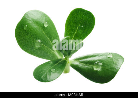 Pourpier commun (Portulaca oleracea) feuilles. Clipping path Banque D'Images