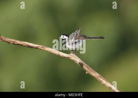 Bergeronnette printanière (Motacilla alba blanc) adulte, perché sur les plumes, ébouriffant, direction générale de la Voïvodine, Serbie, juin Banque D'Images