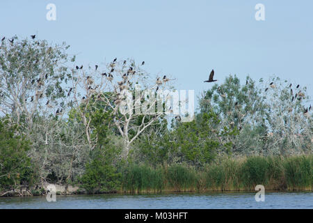 Les Cormorant (Phalacrocorax carbo) colonie, dans les arbres, le lac Palic, en Voïvodine, Serbie, juin Banque D'Images