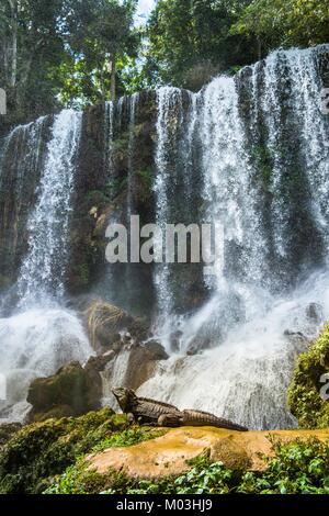 Iguane dans la forêt à côté d'une chute d'eau. Iguana rock cubain (Cyclura nubila), également connu sous le nom de l'iguane de Cuba. Banque D'Images