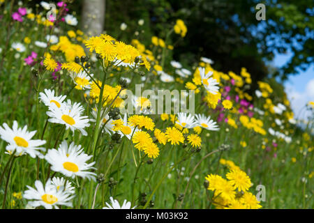 Fleurs sauvages d'été au bord de la route de plus en plus, en Angleterre, UK. Banque D'Images