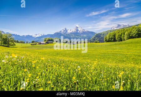 Paysage idyllique dans les Alpes avec des prairies vertes et de fleurs et les sommets des montagnes enneigées en arrière-plan Banque D'Images