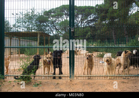 Abri chien avec les chiens derrière la clôture Banque D'Images