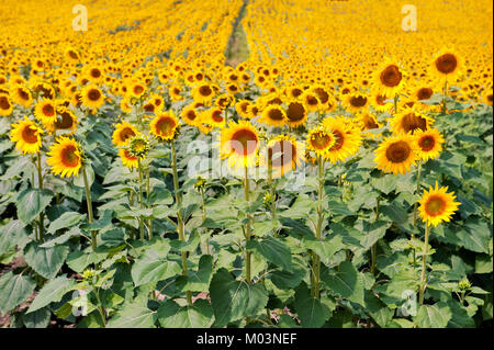 Un champ de tournesols vibrant et expansif qui s'étend à l'horizon, avec des rangées de tournesols jaune vif en pleine floraison, Banque D'Images