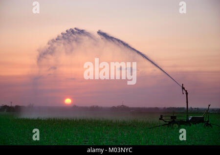 L'irrigation de la canne au coucher du soleil, l'Australie Queensland Bundaberg Banque D'Images