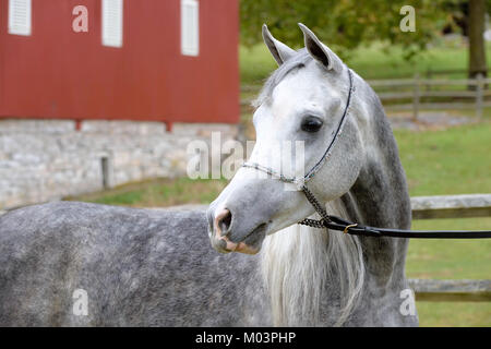 Cheval Arabe en close up, portrait d'un gris pommelé en plein air à l'écart dans une ferme. Banque D'Images