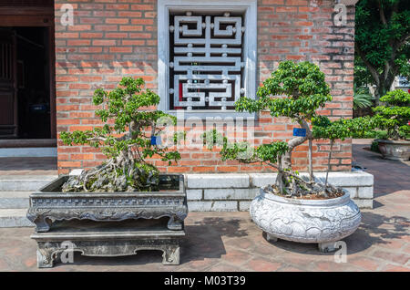 Hanoi, Vietnam - Novembre 1,2017 : Bonsai plantes dans le Temple de la littérature, il a également connu sous le nom de Temple de Confucius et l'ancienne Université de Hanoi. Banque D'Images