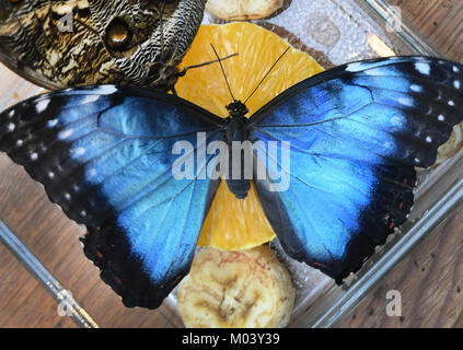 Hanovre, Allemagne. 16 janvier, 2018. Un papillon bleu morpho Peleides se trouve sur un morceau de fruit à l'Tropenschauhaus Herrenahausen des jardins en Hanovre, Allemagne, 16 janvier 2018. Du 26 Janvier jusqu'au 18 mars 2018 plus de 1 000 papillons de 60 espèces différentes seront présentées sous le titre "der Gaukler Tropen" (lit. 'Bouffons des tropiques'). Credit : Holger Hollemann/dpa/Alamy Live News Banque D'Images