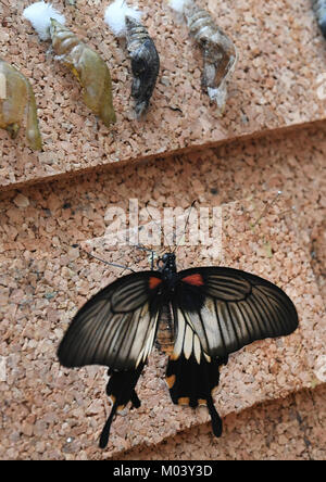 Hanovre, Allemagne. 16 janvier, 2018. Un papillon fraîchement écloses se trouve dans l'écorce des arbres à l'Tropenschauhaus Herrenahausen des jardins en Hanovre, Allemagne, 16 janvier 2018. Du 26 Janvier jusqu'au 18 mars 2018 plus de 1 000 papillons de 60 espèces différentes seront présentées sous le titre "der Gaukler Tropen" (lit. 'Bouffons des tropiques'). Credit : Holger Hollemann/dpa/Alamy Live News Banque D'Images