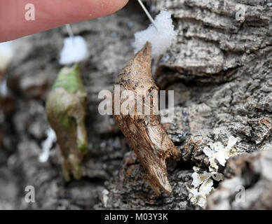 Hanovre, Allemagne. 16 janvier, 2018. Les cocons de papillons accrocher sur un arbre à l'écorce d'Tropenschauhaus Herrenahausen les jardins en Hanovre, Allemagne, 16 janvier 2018. Du 26 Janvier jusqu'au 18 mars 2018 plus de 1 000 papillons de 60 espèces différentes seront présentées sous le titre "der Gaukler Tropen" (lit. 'Bouffons des tropiques'). Credit : Holger Hollemann/dpa/Alamy Live News Banque D'Images