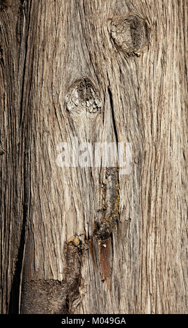 Arrière-plan de close up de l'écorce des arbres Banque D'Images