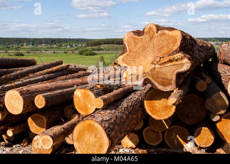 Bords de bois rond de pin à l'avant-plan. Banque D'Images