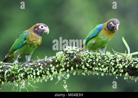 Paire de Brown-hooded perroquets (Pyrilia haematotis) au Costa Rica Banque D'Images