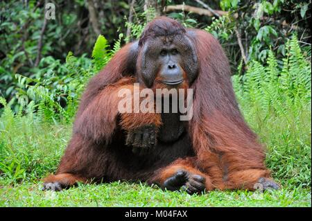 Le mâle adulte de l'orang-outan (Pongo pygmaeus). Banque D'Images