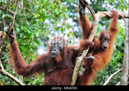 Mère et de l'orang-outan cub dans un habitat naturel. Orang-outan (Pongo pygmaeus) wurmbii dans la nature sauvage. Les forêts tropicales de l'île de Bornéo. L'Indonésie. Banque D'Images