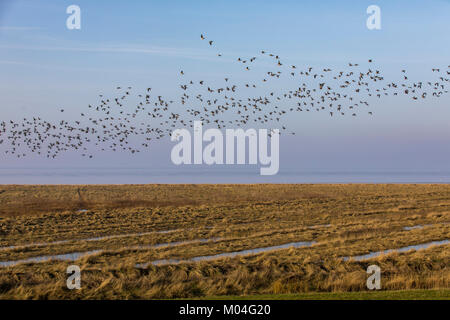 Les marais salés, marais paysage sur la digue la mer du Nord près de Greetsiel, Frise Orientale, en Allemagne, en Basse-Saxe, la bernache nonnette, troupeau d'oiseaux, Banque D'Images