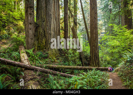 Une femme assise sur la piste de prendre une photo d'un énorme groupe d'arbres, séquoias Redwood National Park, California, USA. Banque D'Images