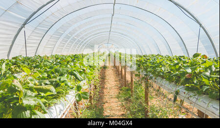 MAREUIL, FRANCE - 01 août 2016 : fraises biologiques en serre à la fin de l'été Banque D'Images