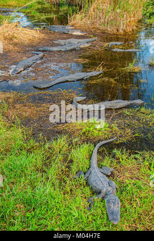 Alligator Alligator mississippiensis) (NP Everglades, Florida, USA, par Bill Lea/Dembinsky Assoc Photo Banque D'Images