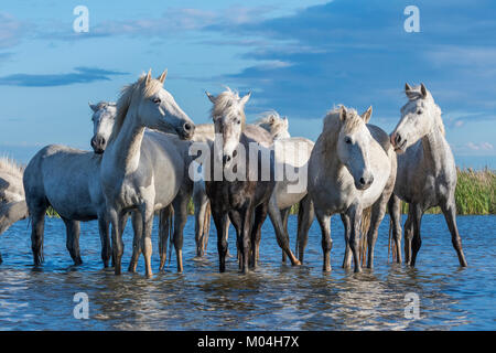 Chevaux Camargue près de Saintes Maries de la Mer, France. Début mai, par Dominique Braud/Dembinsky Assoc Photo Banque D'Images