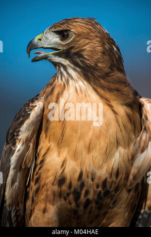 Buse à queue rousse (Buteo jamaicensis) Red-tailed hawk perché sur un membre, captive, Boulder, Colorado Banque D'Images