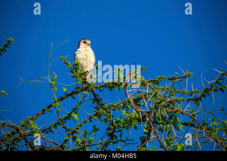 Falcon pygmées d'Afrique (Polihierax semitorquatus) perché dans un arbre, la réserve nationale de Samburu, Kenya Banque D'Images