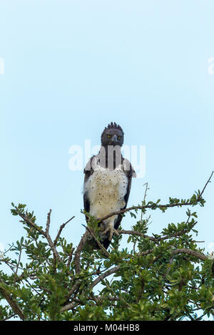 (Polemaetus bellicosus Martial Eagle) perché sur un arbre, Masai Mara National Reserve, Kenya Banque D'Images