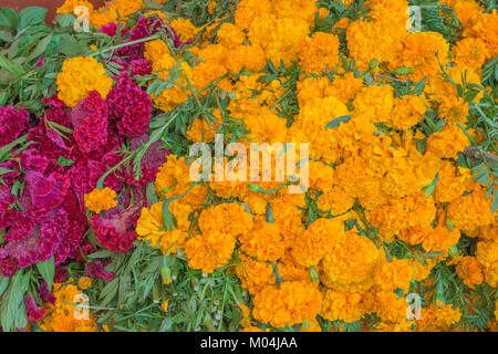 Un bouquet de fleurs rouges et orange, avec des tiges et feuilles, portant sur le terrain, au Mexique Banque D'Images