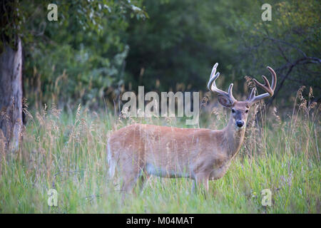 Le cerf de Virginie (Odocoileus virginianus) buck avec ses bois de velours en prairie forêt riveraine Banque D'Images