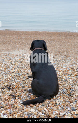 Chien labrador noir assis sur une plage de galets, face à la mer Banque D'Images