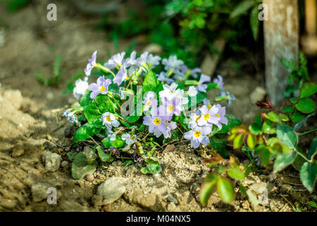 Blooming Violet Blanc sur le sol au printemps. Banque D'Images