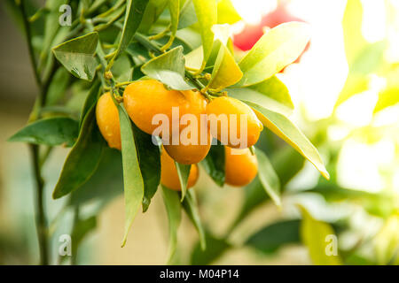 Kumquat orange sur l'arbre, les fruits exotiques sur la branche et gouttes d'eau sur eux avec effet de lumière du soleil du matin. Banque D'Images