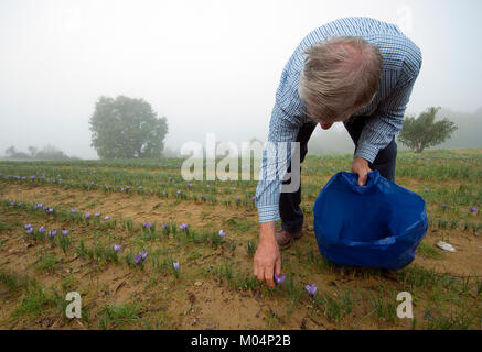 La récolte des fleurs de safran Man, Città della Pieve, en Ombrie, Italie Banque D'Images